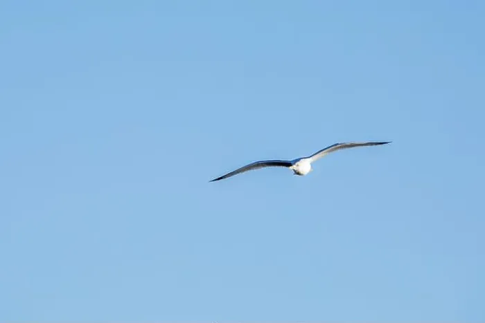 Framed Print : Front view of a ring billed gull soaring isolated in the blue sky on a January day in Iowa Framed Print : Front view of a ring billed gull soaring isolated in the blue sky on a January day in Iowa