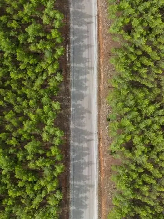 Framed Print : Top down view of road through forest at sunrise Framed Print : Top down view of road through forest at sunrise