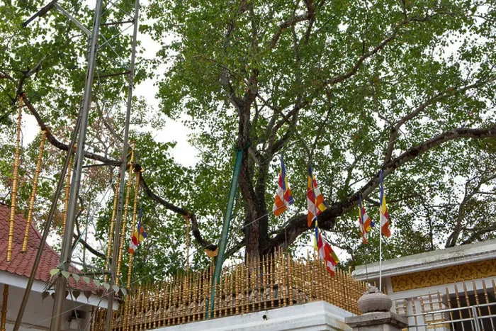 Framed Print : A view of the sacred Sri Maha Bodhi Tree in the ancient city of Anuradhapura in Sri Lanka Framed Print : A view of the sacred Sri Maha Bodhi Tree in the ancient city of Anuradhapura in Sri Lanka
