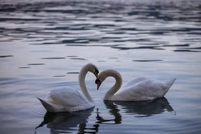 Framed Print : View of Swans in the Lake Zurich in the winter morning, Zurich, Switzerland Framed Print : View of Swans in the Lake Zurich in the winter morning, Zurich, Switzerland