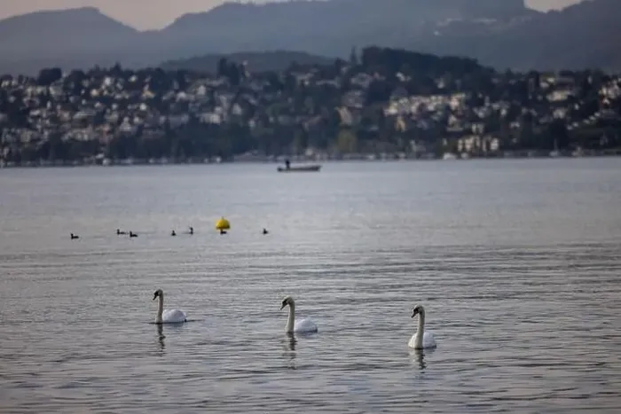 Framed Print : View of Swans in the Lake Zurich in the winter morning, Zurich, Switzerland Framed Print : View of Swans in the Lake Zurich in the winter morning, Zurich, Switzerland