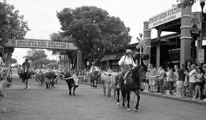 Framed Print : View of the twice-daily herding of Texas Longhorns in the Stockyards District of Fort Worth, Texas