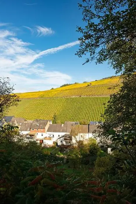 Framed Print : view to the vineyards around the village Enkirch in the river moselle valley in Germany Framed Print : view to the vineyards around the village Enkirch in the river moselle valley in Germany