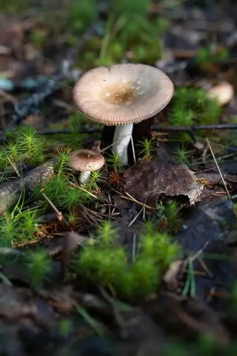 Framed Print : Vikaköngäs, Arctic Circle Hiking Area, lapland, Finland Framed Print : Vikaköngäs, Arctic Circle Hiking Area, lapland, Finland