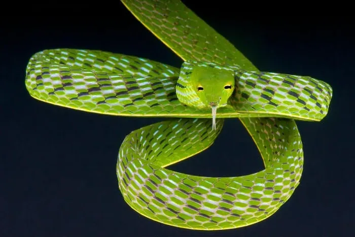 Framed Print : Vine snake / Ahaetulla prasina Framed Print : Vine snake / Ahaetulla prasina