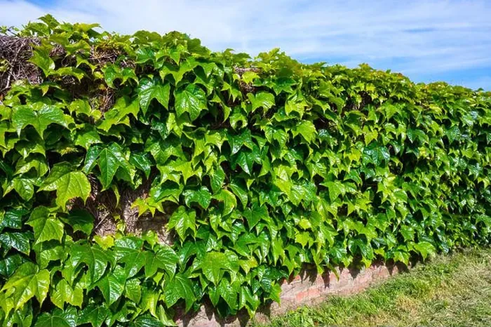 Framed Print : Vines of Japanese creeper (Parthenocissus tricuspidata)