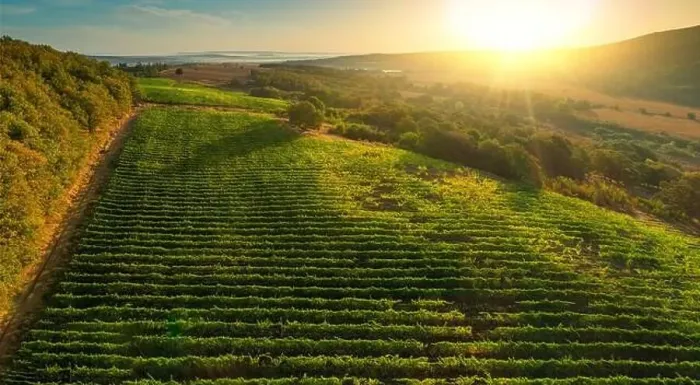 Framed Print : Vineyard agricultural fields in the countryside, beautiful aerial landscape during sunrise Framed Print : Vineyard agricultural fields in the countryside, beautiful aerial landscape during sunrise