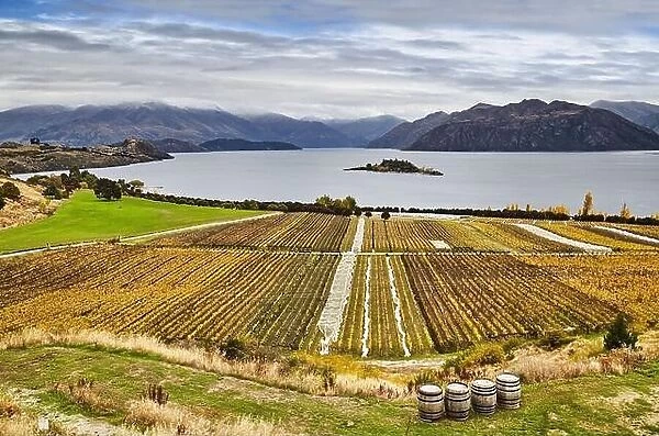 Vineyard on the mountainside at Lake Wanaka in New Zealand