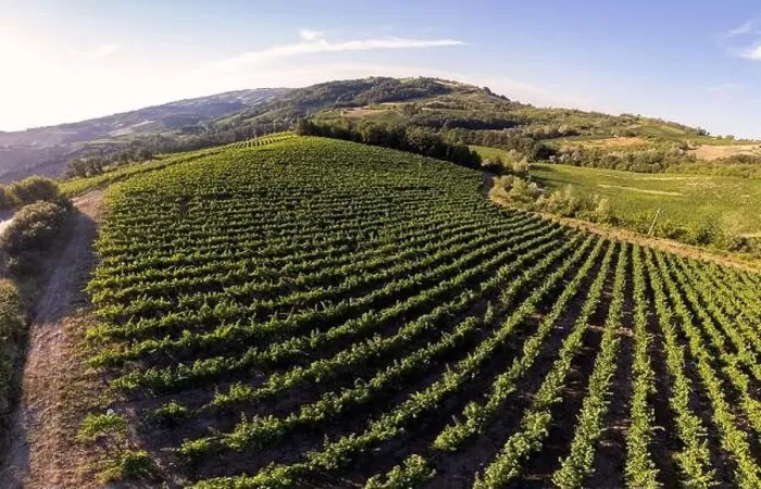Framed Print : Vineyard plantations, panoramic aerial view north of Italy. Blue sky, clouds, countryside hills in Summer Framed Print : Vineyard plantations, panoramic aerial view north of Italy. Blue sky, clouds, countryside hills in Summer