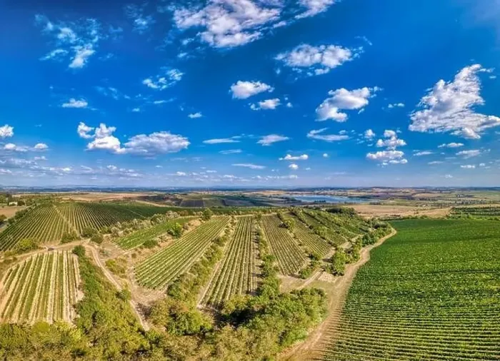 Framed Print : Vineyards in Palava region, Landscape of South Moravia, Czech Republic, view from above, drone shoot Framed Print : Vineyards in Palava region, Landscape of South Moravia, Czech Republic, view from above, drone shoot