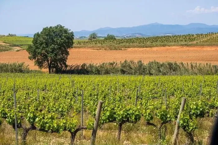 Framed Print : Vineyards in the spring in the Subirats wine region in the province of Barcelona Framed Print : Vineyards in the spring in the Subirats wine region in the province of Barcelona