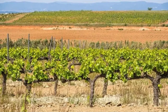 Framed Print : Vineyards in the spring in the Subirats wine region in the province of Barcelona Framed Print : Vineyards in the spring in the Subirats wine region in the province of Barcelona