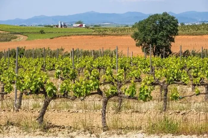 Framed Print : Vineyards in the spring in the Subirats wine region in the province of Barcelona Framed Print : Vineyards in the spring in the Subirats wine region in the province of Barcelona