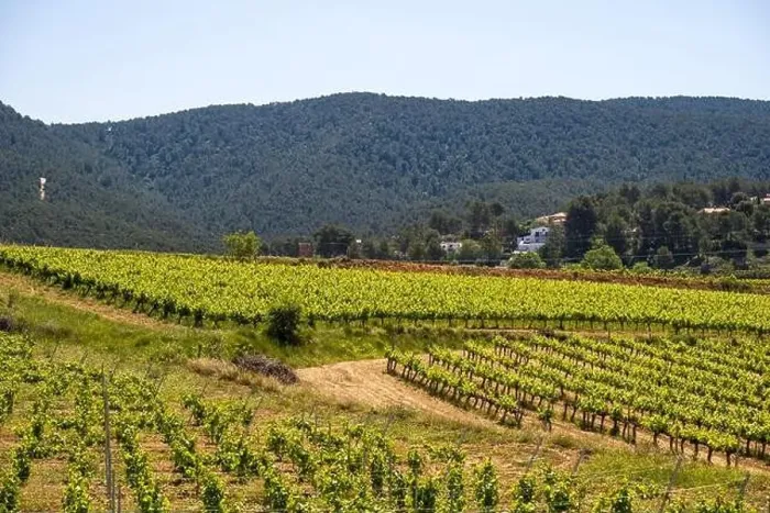 Framed Print : Vineyards in the spring in the Subirats wine region in the province of Barcelona Framed Print : Vineyards in the spring in the Subirats wine region in the province of Barcelona