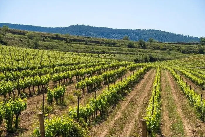 Framed Print : Vineyards in the spring in the Subirats wine region in the province of Barcelona Framed Print : Vineyards in the spring in the Subirats wine region in the province of Barcelona