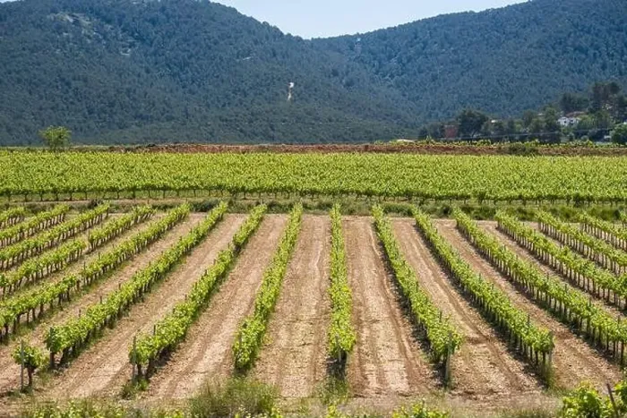Framed Print : Vineyards in the spring in the Subirats wine region in the province of Barcelona Framed Print : Vineyards in the spring in the Subirats wine region in the province of Barcelona
