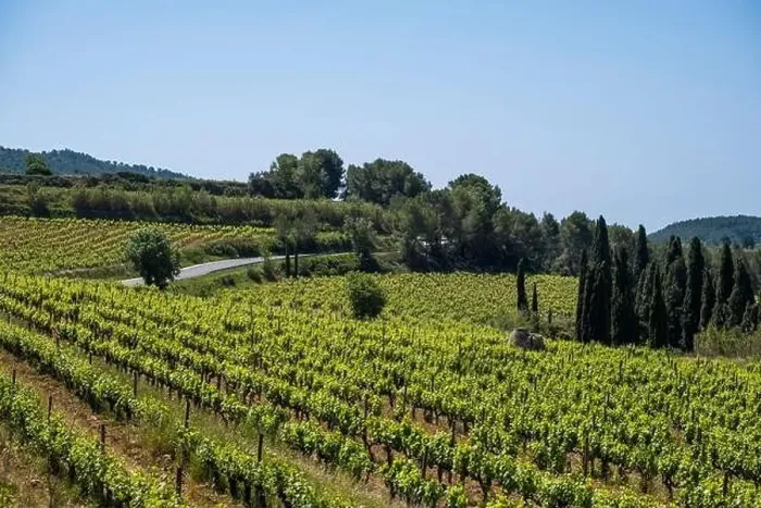 Framed Print : Vineyards in the spring in the Subirats wine region in the province of Barcelona Framed Print : Vineyards in the spring in the Subirats wine region in the province of Barcelona