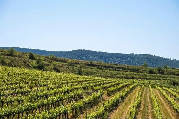 Framed Print : Vineyards in the spring in the Subirats wine region in the province of Barcelona Framed Print : Vineyards in the spring in the Subirats wine region in the province of Barcelona