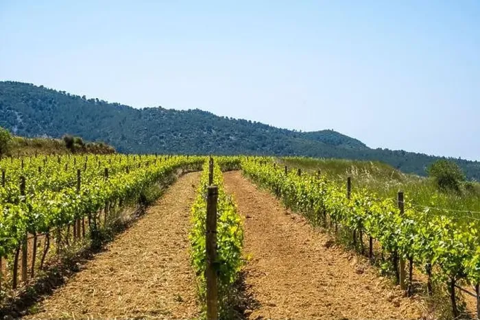 Framed Print : Vineyards in the spring in the Subirats wine region in the province of Barcelona Framed Print : Vineyards in the spring in the Subirats wine region in the province of Barcelona