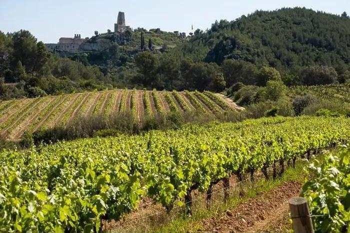 Framed Print : Vineyards in the spring in the Subirats wine region in the province of Barcelona Framed Print : Vineyards in the spring in the Subirats wine region in the province of Barcelona
