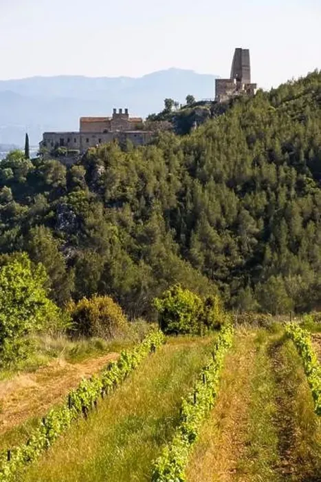 Framed Print : Vineyards in the spring in the Subirats wine region in the province of Barcelona Framed Print : Vineyards in the spring in the Subirats wine region in the province of Barcelona