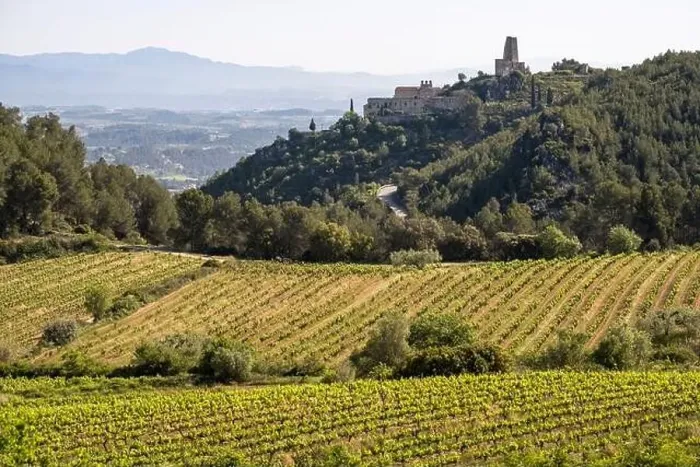 Framed Print : Vineyards in the spring in the Subirats wine region in the province of Barcelona Framed Print : Vineyards in the spring in the Subirats wine region in the province of Barcelona