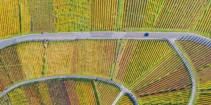 Framed Print : Vineyards wine autumn fall season aerial photo panoramic view nature in Germany Framed Print : Vineyards wine autumn fall season aerial photo panoramic view nature in Germany