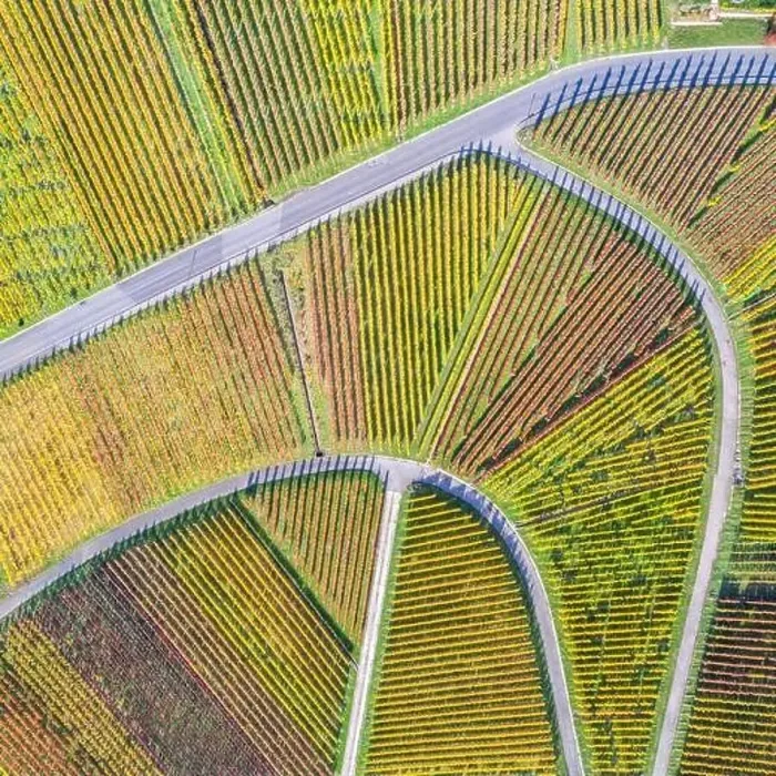 Framed Print : Vineyards wine autumn fall season aerial photo view square nature in Germany Framed Print : Vineyards wine autumn fall season aerial photo view square nature in Germany