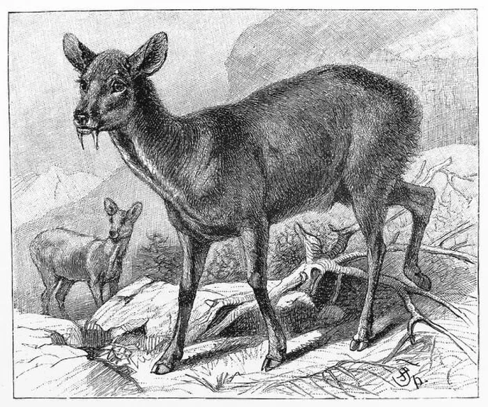 Framed Print : Vintage 19th century old drawing representing the Musk deer (Moschus moschiferus) Framed Print : Vintage 19th century old drawing representing the Musk deer (Moschus moschiferus)