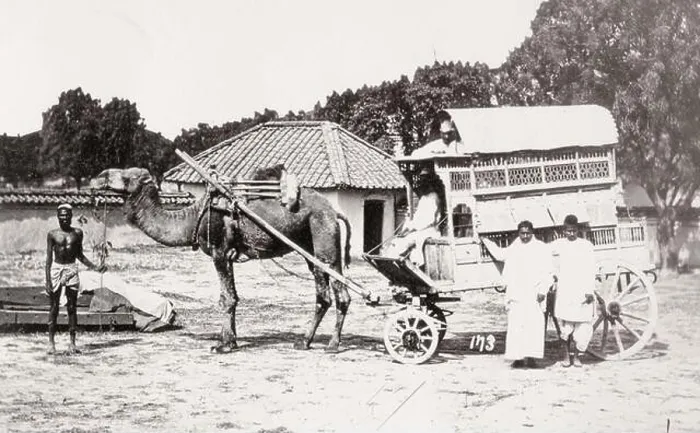 Framed Print : Vintage 19th century photograph: camel cart or carriage, India Framed Print : Vintage 19th century photograph: camel cart or carriage, India