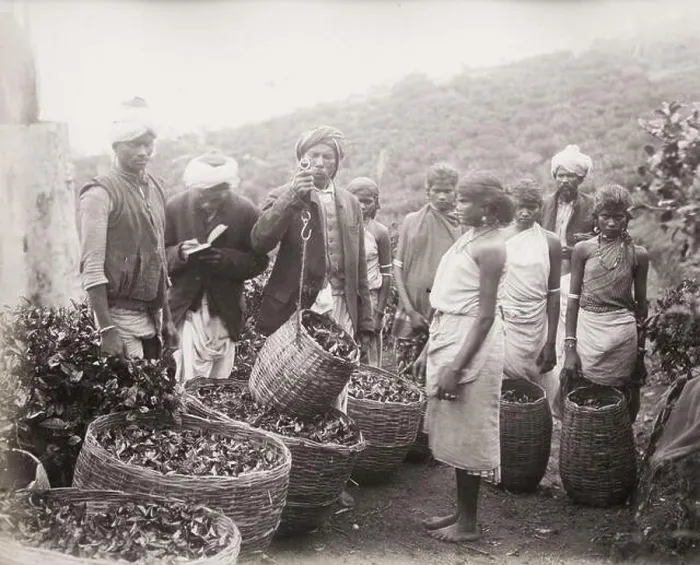 Framed Print : Vintage 19th century photograph: weighing tea on a tea plantation, Ceylon, Sri Lanka Framed Print : Vintage 19th century photograph: weighing tea on a tea plantation, Ceylon, Sri Lanka