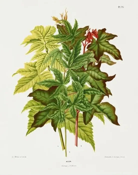Framed Print : Vintage Acer leaves illustration. Dutch botanical book illustration. Circa 1880 Framed Print : Vintage Acer leaves illustration. Dutch botanical book illustration. Circa 1880