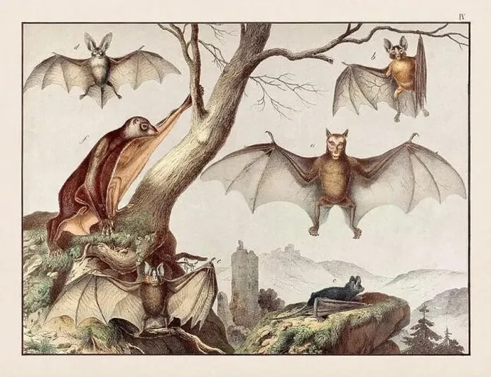 Framed Print : Vintage Animal illustration published in a German natural history book in the 19th century, circa 1870 Framed Print : Vintage Animal illustration published in a German natural history book in the 19th century, circa 1870