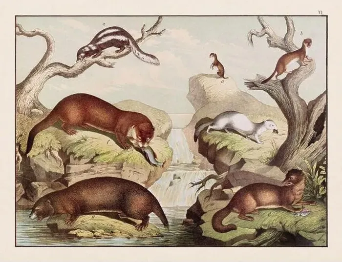 Framed Print : Vintage Animal illustration published in a German natural history book in the 19th century, circa 1870 Framed Print : Vintage Animal illustration published in a German natural history book in the 19th century, circa 1870