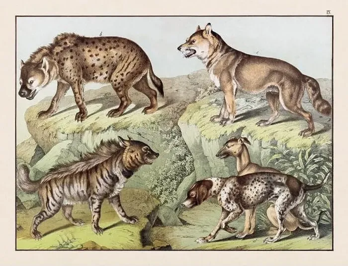 Framed Print : Vintage Animal illustration published in a German natural history book in the 19th century, circa 1870 Framed Print : Vintage Animal illustration published in a German natural history book in the 19th century, circa 1870