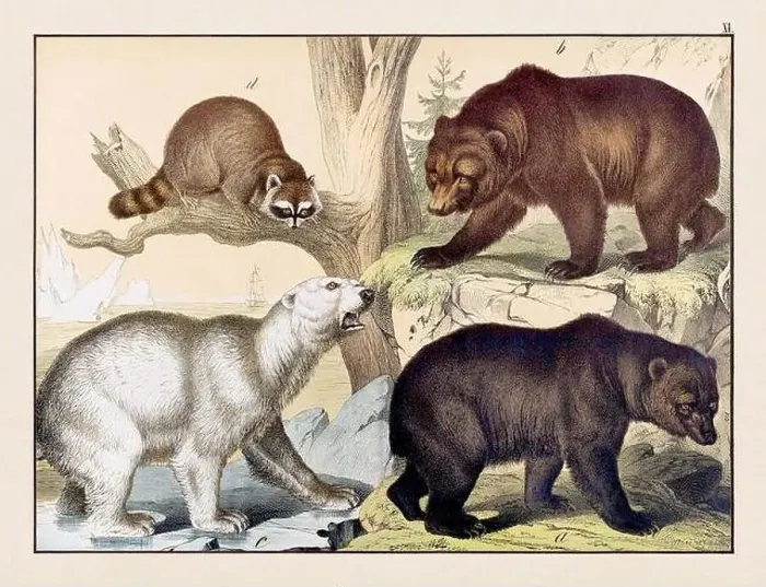 Framed Print : Vintage Animal illustration published in a German natural history book in the 19th century, circa 1870 Framed Print : Vintage Animal illustration published in a German natural history book in the 19th century, circa 1870
