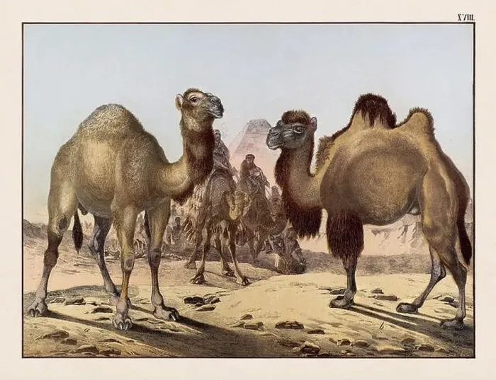 Framed Print : Vintage Animal illustration published in a German natural history book in the 19th century, circa 1870 Framed Print : Vintage Animal illustration published in a German natural history book in the 19th century, circa 1870