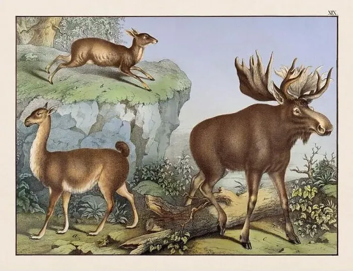Framed Print : Vintage Animal illustration published in a German natural history book in the 19th century, circa 1870 Framed Print : Vintage Animal illustration published in a German natural history book in the 19th century, circa 1870