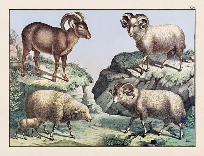 Framed Print : Vintage Animal illustration published in a German natural history book in the 19th century, circa 1870 Framed Print : Vintage Animal illustration published in a German natural history book in the 19th century, circa 1870