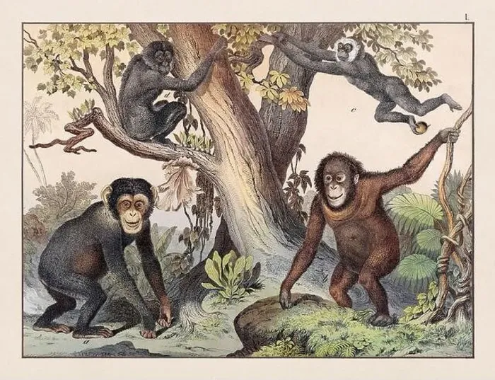 Framed Print : Vintage Animal illustration published in a German natural history book in the 19th century, circa 1870 Framed Print : Vintage Animal illustration published in a German natural history book in the 19th century, circa 1870
