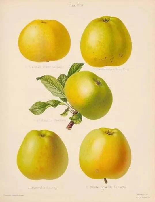 Framed Print : Vintage Apple illustration Framed Print : Vintage Apple illustration