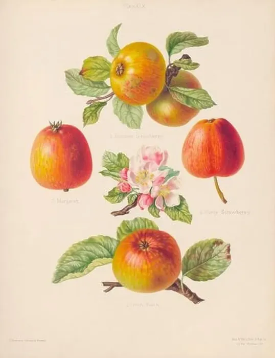 Framed Print : Vintage Apple illustration Framed Print : Vintage Apple illustration