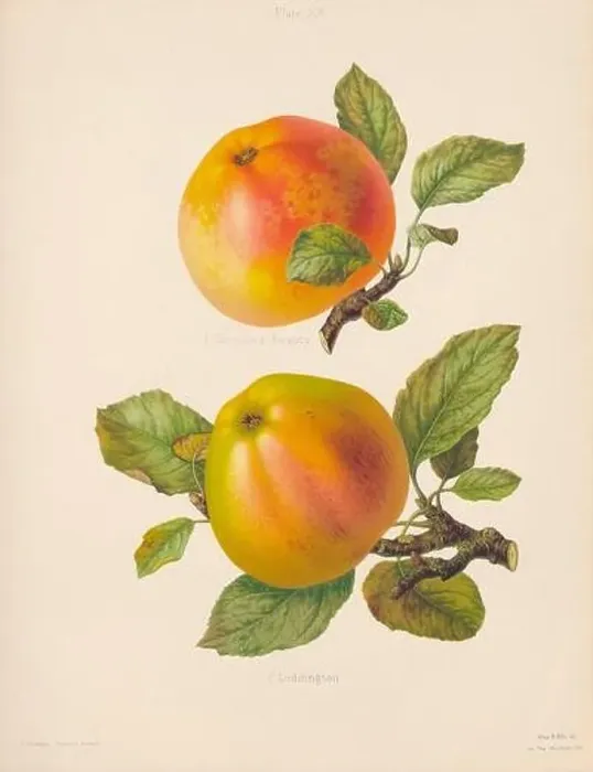 Framed Print : Vintage Apple illustration Framed Print : Vintage Apple illustration