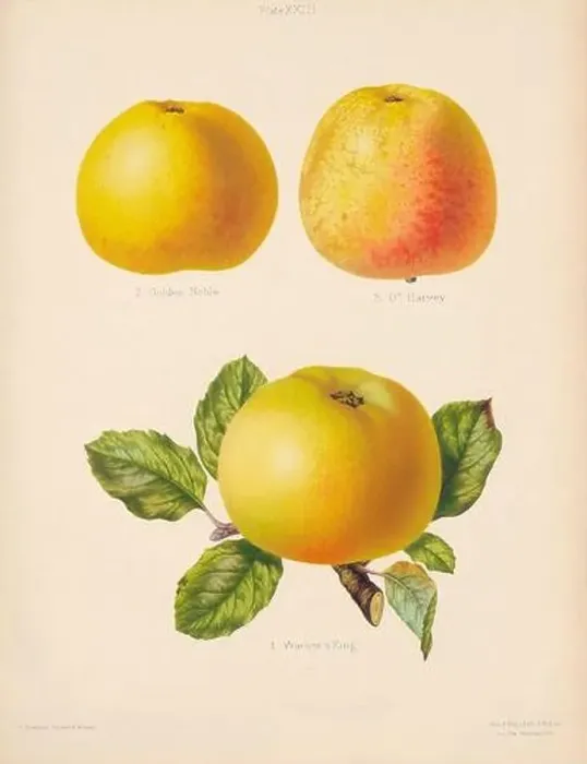 Framed Print : Vintage Apple illustration