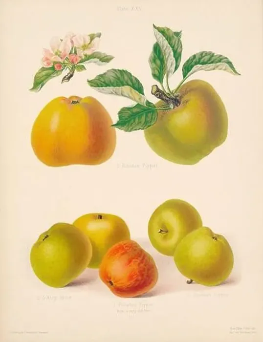Framed Print : Vintage Apple illustration Framed Print : Vintage Apple illustration