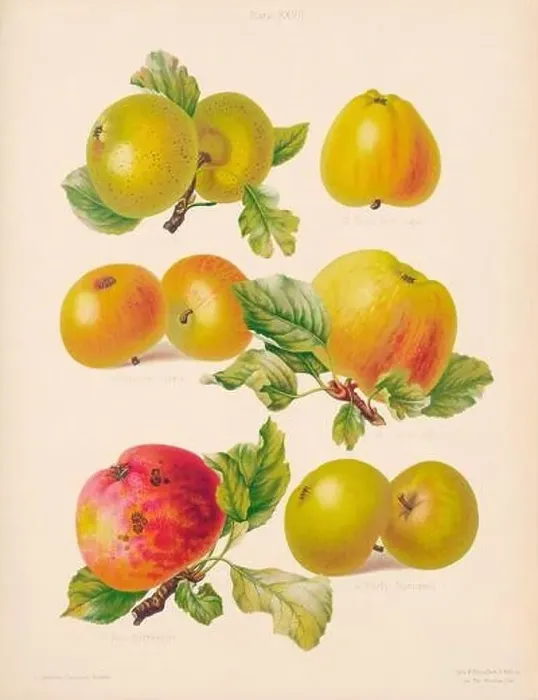 Framed Print : Vintage Apple illustration Framed Print : Vintage Apple illustration