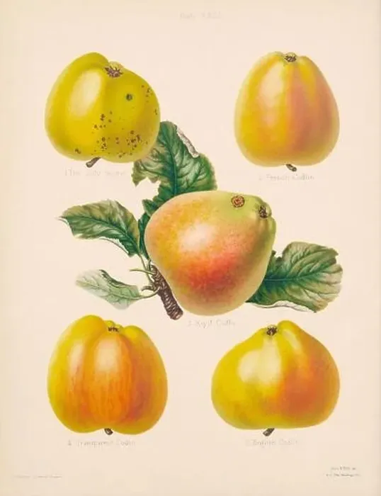 Framed Print : Vintage Apple illustration Framed Print : Vintage Apple illustration