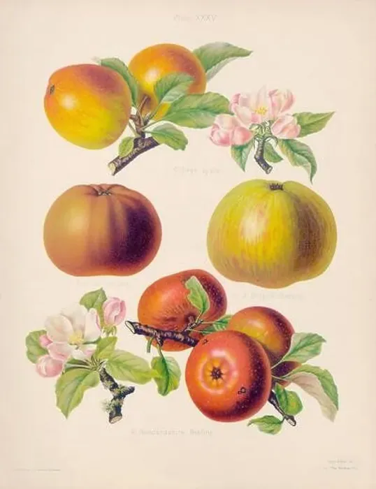 Framed Print : Vintage Apple illustration Framed Print : Vintage Apple illustration