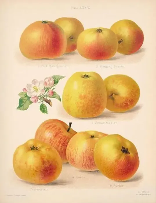 Framed Print : Vintage Apple illustration Framed Print : Vintage Apple illustration