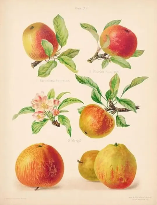 Framed Print : Vintage Apple illustration Framed Print : Vintage Apple illustration